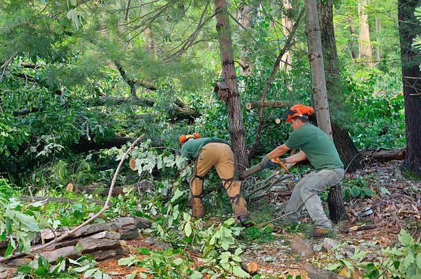 Best Local Tree Services  in Suncrest, WA